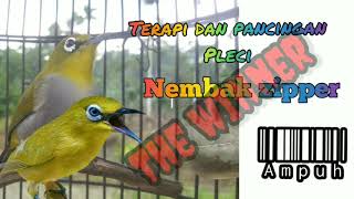 Tembakan zipper nobita the winner - masteran dan terapi pleci || untuk semua jenis pleci ||