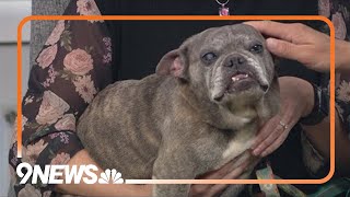 8-year-old Frenchie with an adorable overbite needs a home