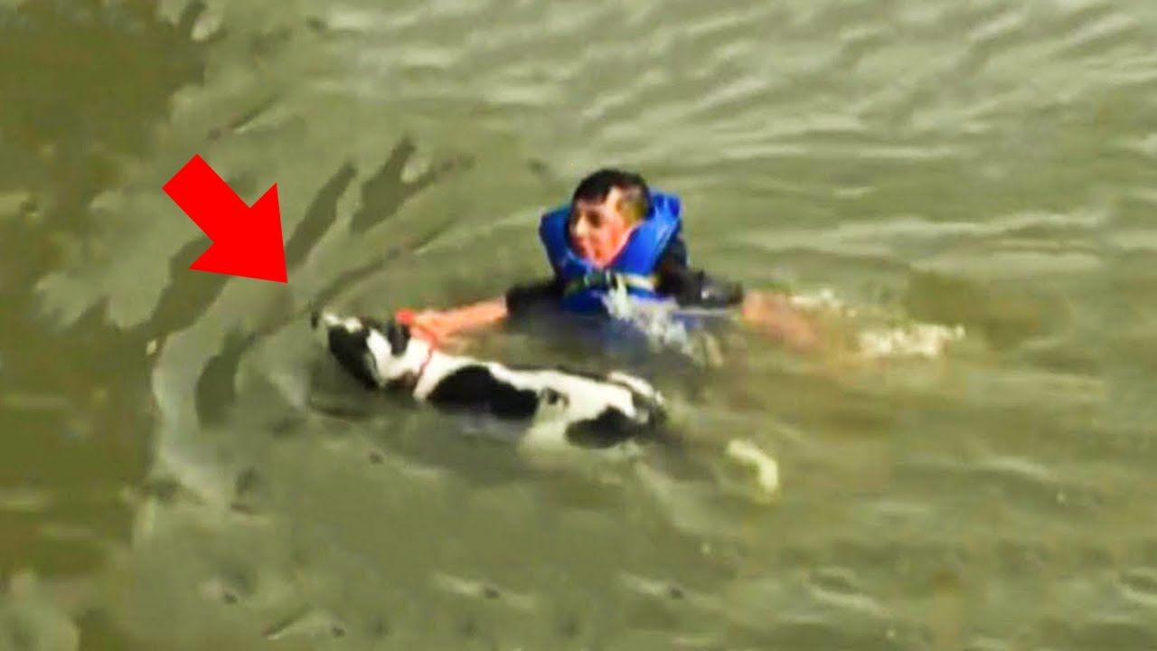 Boy Saves A Drowning Dog In The River, Regrets Decision Two Days Later ...