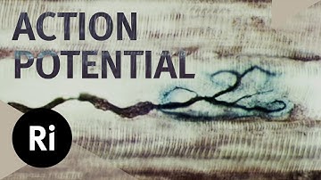 How Do Nerve Cells Carry Information? - Christmas Lectures with David Pye