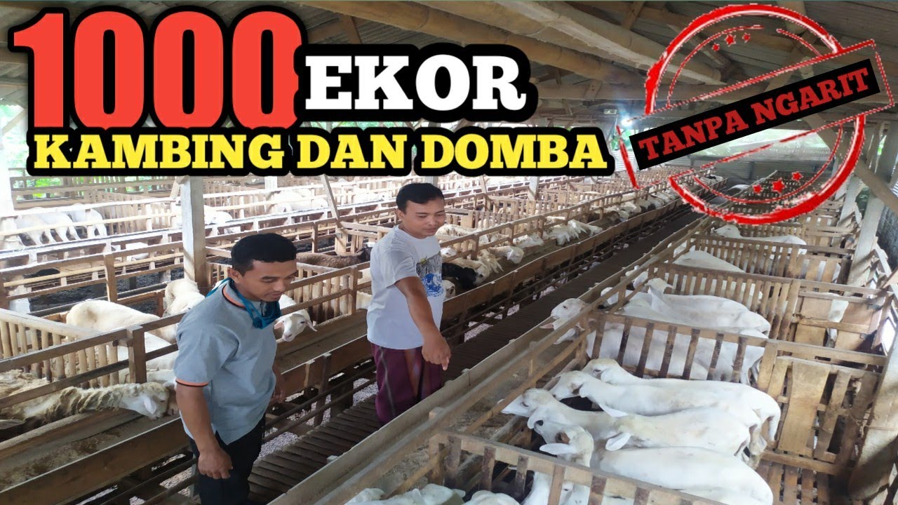 Pemuda di Tulungagung Jawa Timur, Ternak Kambing dan Domba Hingga