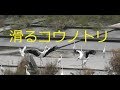 滑るコウノトリ