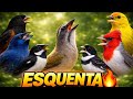 🪶 ESQUENTE SEU PÁSSARO 🔥 BADERNA • CANTO FORTE NA ALVORADA 🍃