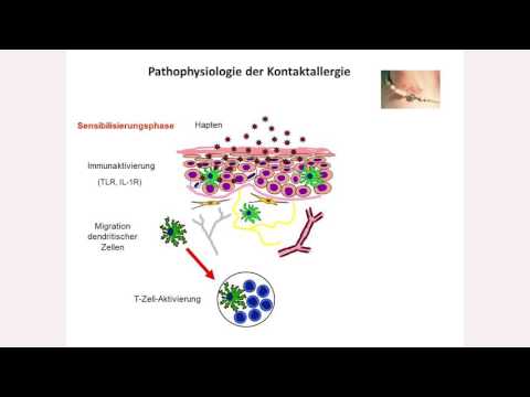 Video: Erzeugung Von Myeloiden Suppressorzellen Unter Verwendung Von Prostaglandin E 2