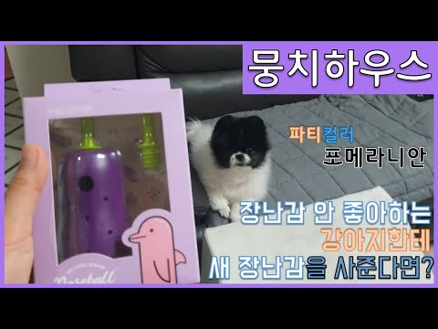 장난감을 싫어하는 강아지한테 새 장난감을 준다면?