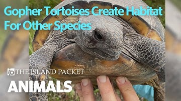 SC Wildlife Expert Explains How Gopher Tortoises Share Burrows With Snakes And Others