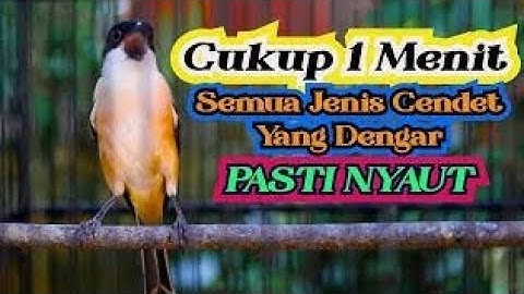 Masteran burung cendet gacor full isian mewah,di jamin nyaut seketika
