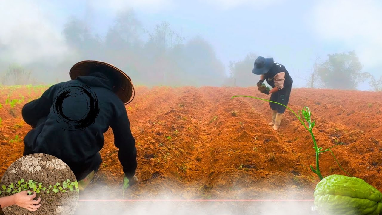 How to grow vegetables in winter? | MPFarm