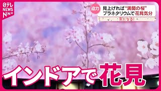 【花見スポット】インドアでも楽しめる！  天気を気にせず…天井に迫力満点の桜『気になる！』