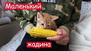 VLOG Батон ест кукурузу. Катя играет с Алисой. VLOG Батон ест кукурузу. Катя играет с Алисой.