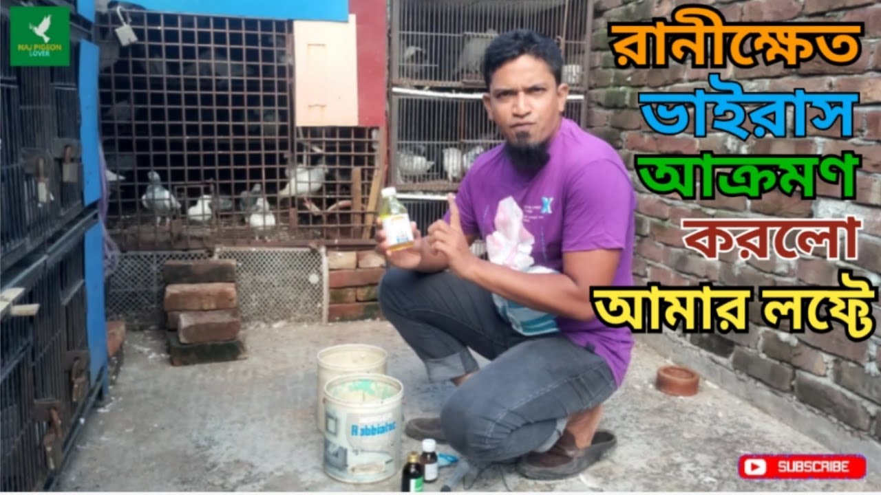 কবুতরের রানীক্ষেত রোগের লক্ষণ ও চিকিৎসা | রানীক্ষেত রোগের চিকিৎসা | 