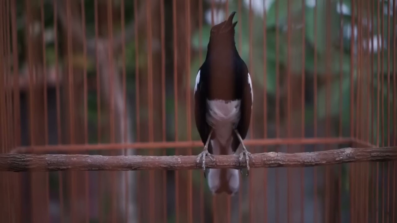 Kacer Gacor Satu Ini Cepat Bikin Kacer Lain Langsung Mau Nyaut Bunyi Bongkar Isian
