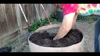 Outdoor Organic Cannabis Grow 2022  II Planting the Girls