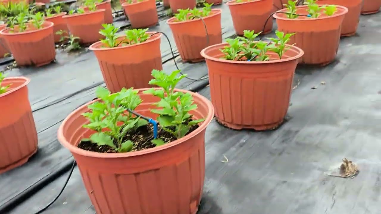 Cách trồng cúc Hà Lan Tết 2025 phần 2 - cập nhật 30/8 Âm Lịch