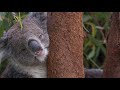 Koalas in photos