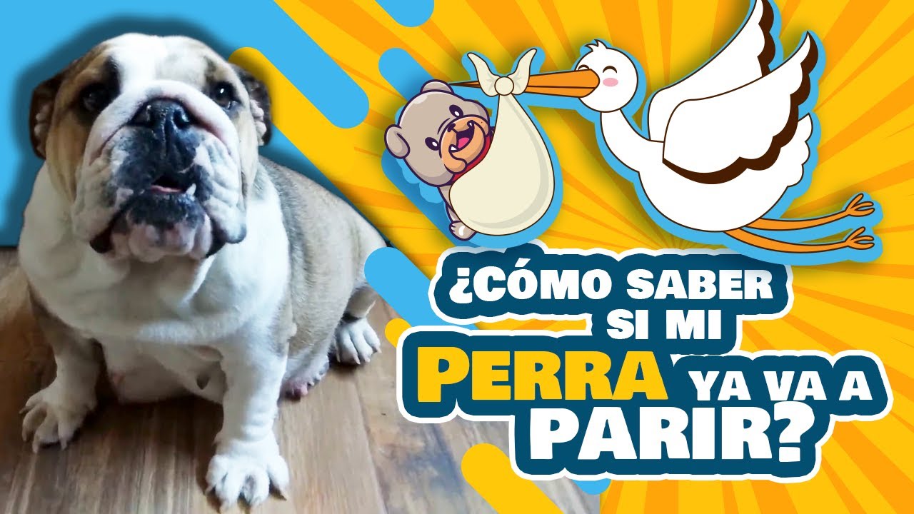 Como Saber Si Mi Perra Ha Terminado De Parir