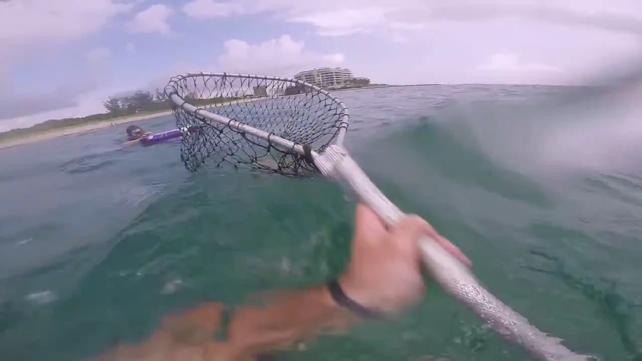 Marine biologist catching stingrays in Florida