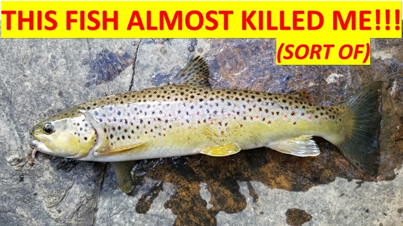 Linville Trout Fishing Trip! YouTube