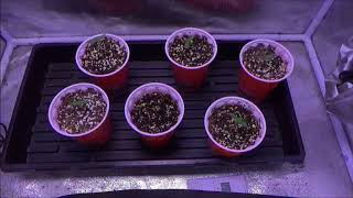 Cannabis Garden Update #56, How to grow your own cannabis.