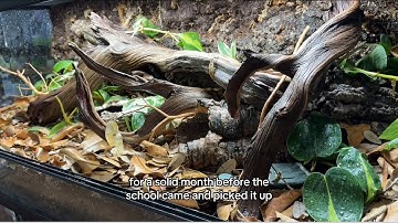 Bioactive Cornsnake Build for an Elementary School