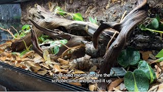 Bioactive Cornsnake Build For An Elementary School