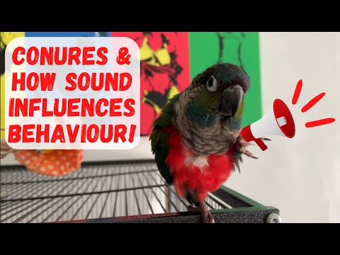 Conures & How Sound influences Their Behaviour | Parrot Behaviour |  TheParrotTeacher