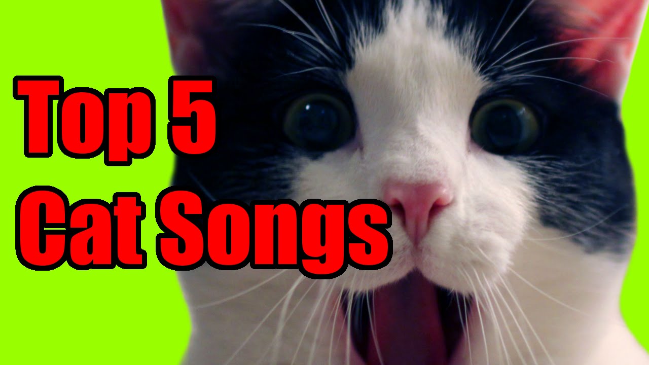 Watch Top 5 EPIC Cat Music Videos on YouTube Watch Top 5 EPIC Cat Music Videos on YouTube