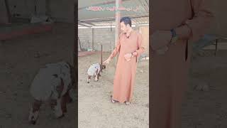 ب200الف فقط #مواشي #اغنام #حلال #عبدالله_الطيب #غنم #حلال #نعاج