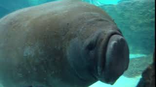 Manatee Face Smoosh. Too funny