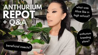 Repot & chat 🖤 potting up all my new wuhoo plants!