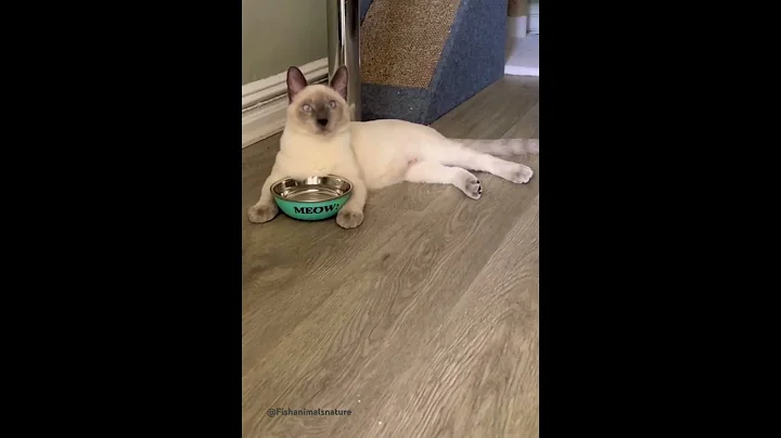 Watch the video about Kitten's Hilarious Meow Song Goes Viral!