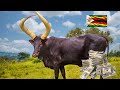 How Much A Farmer Can Make Rearing Ankole Cattle Breed In Zimbabwe 