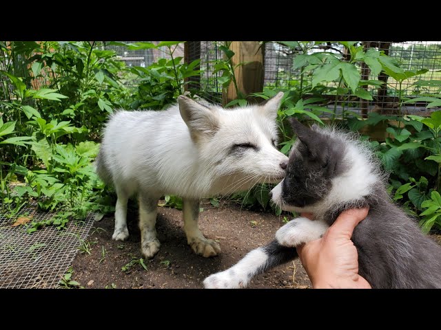 Fox pup Kipper meets new fox friends today!