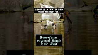 Do you know this about geese? Check this out....!!!!!!!!!