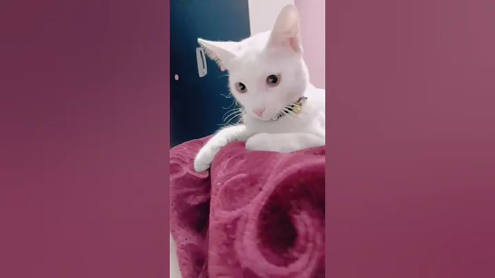 Watch the video about Curious face 😻😻😻 #kitten #shorts #cute #shortvideo #youtubeshorts #viral