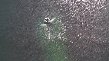 Drone captures video of humpback whale off Plymouth