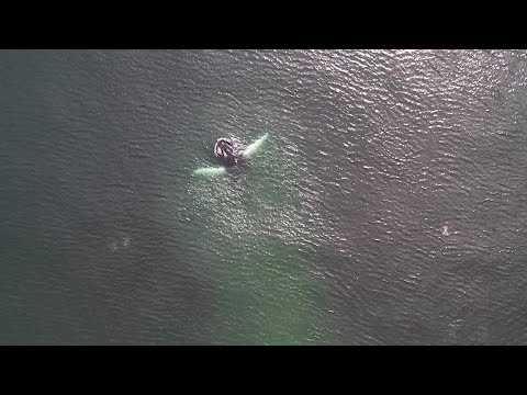 Drone captures video of humpback whale off Plymouth