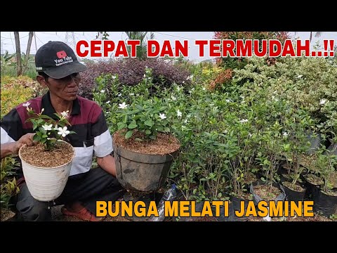 Video: Murraya Orange Jasmine - Menanam Tanaman Melati Oren Di Taman