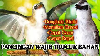 Pancingan Wajib trucuk bahan untuk dongkrak birahi dan emosi agar cepat gacor dan Ropel.