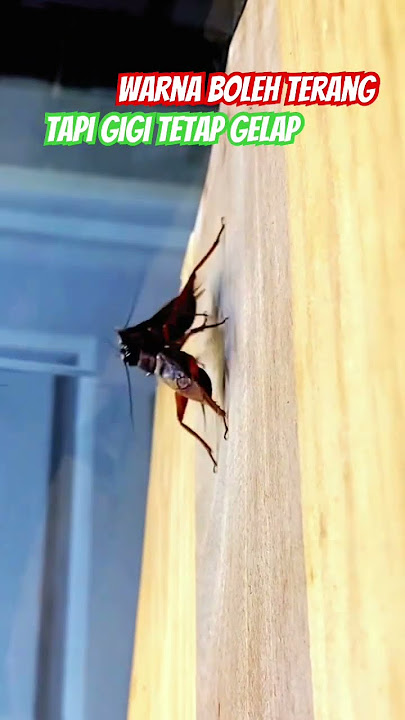 ADU JANGKRIK TER THE BEST #jangkrik #jangkrikaduan #adujangkrik