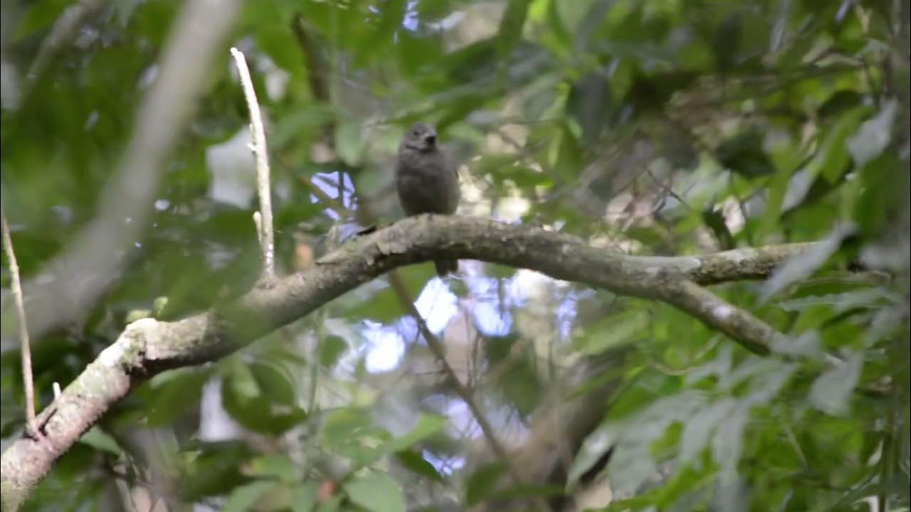 cigarra preta. Asemospiza fuliginosa (Sooty Grassquit) YouTube