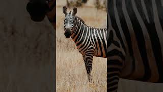 Look At Zebra Skin Movement 
