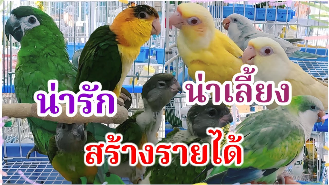 อัปเดตราคานก น่ารัก น่าเลี้ยง สร้างรายได้ จตุจักร ร้านhub &  friends forpus จัดส่งได้