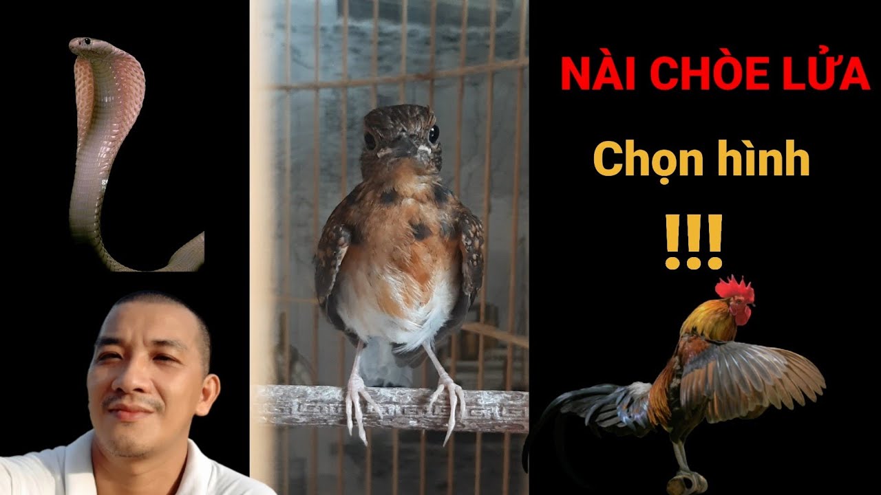 NÀI CHÒE LỬA | Lửa Chuyền và các lựa chọn quan trọng| #NguyễnNhân #naichoelua