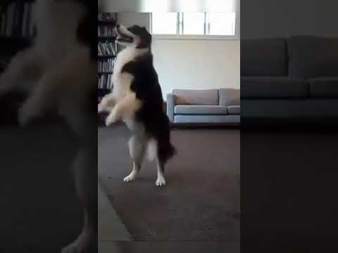 Dog twerking!! 😂