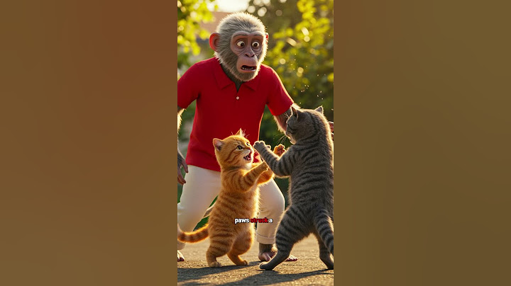 "Tommy Monkey & Kitty Cat’s Street Fight Lesson 🐵🐱 | A Story of Anger, Injury & Forgiveness"
