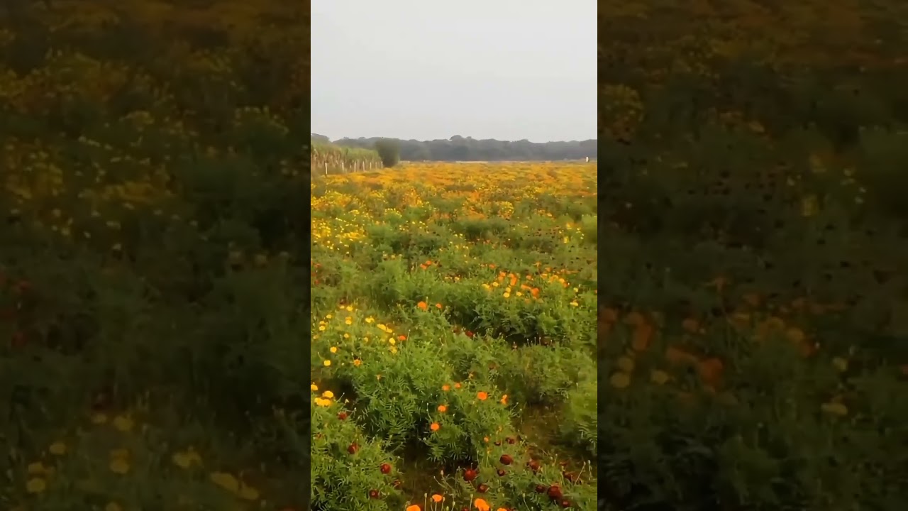 Marigold Melodies from the Village Farm || Village farm delights 