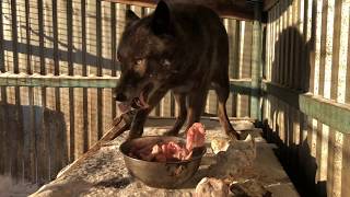 Канадский волк ужинает замороженным мясом на закате дня, самый крупный волк