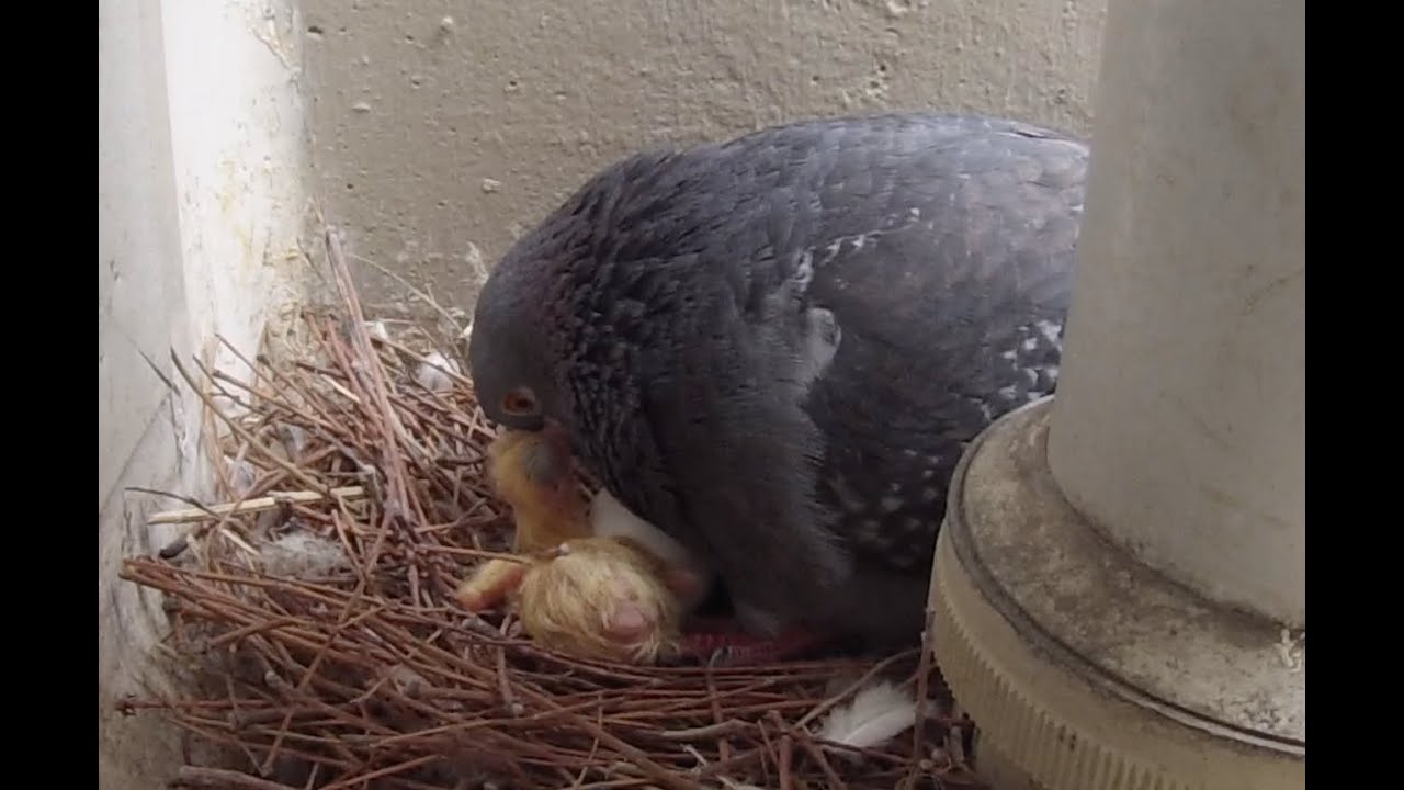 how-pigeon-feed-a-newborn-pigeon-milk-youtube