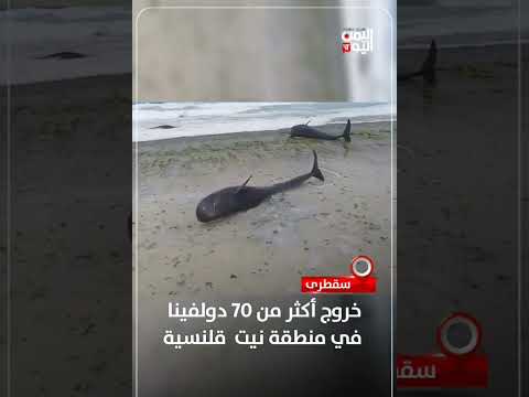 جنوح أكثر من 70 دولفيناً في منطقة نيت قلنسيه بسقطرى